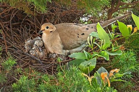 They’re not done yet! Learn the bird nesting basics of these late ...