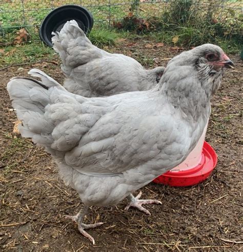 Lavender Self-Blue Ameraucana Hatching Eggs Shipped