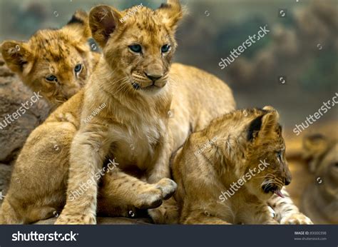 Three Little Lion Cubs Siblings Sitting Stock Photo 89000398 - Shutterstock