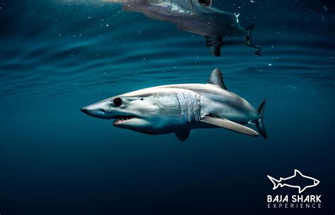 Get to know the Mako Shark | Baja Shark Experience