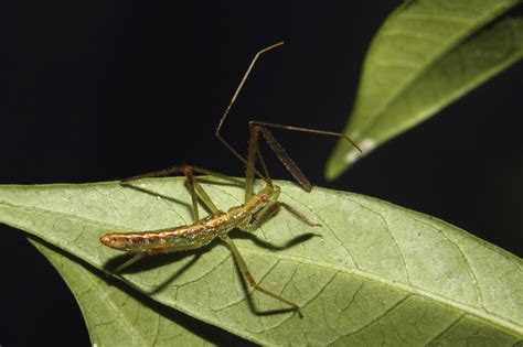 What Are Assassin Bug Nymphs: Identifying Assassin Bug Eggs In The Garden | Gardening Know How