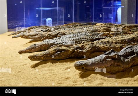 crocodile mummies in museum of Kom Ombo, Egypt, Africa Stock Photo - Alamy