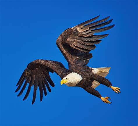 Bald Eagle Flying Print - Etsy