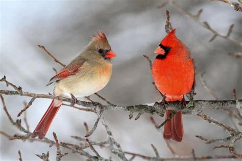 Male and Female Cardinal | stunning birds | Pinterest | Beautiful ...