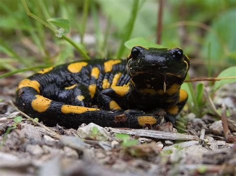 Salamandre Amphibien Amphibie Des - Photo gratuite sur Pixabay