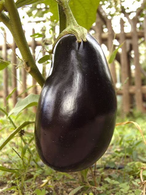 eggplant « Heirloom Seeds Database