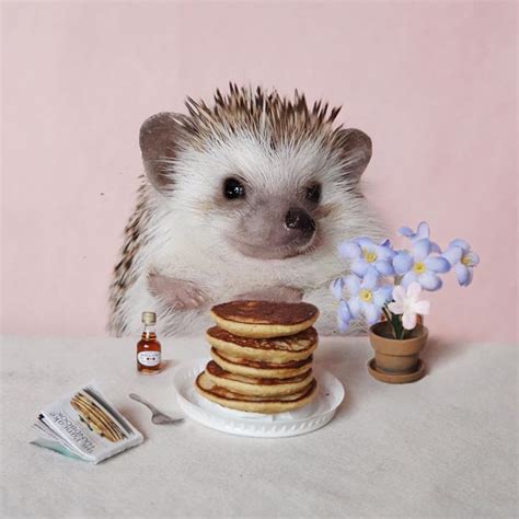 Happy Saturday! Enjoying some weekend pancakes (hedgehog approved recipe from @thehogandthedog ...