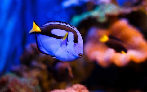 The 'Finding Dory' fish has been bred in captivity for the first time | Travel + Leisure