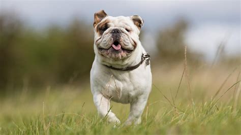 170+ English Bulldog Names For Your New Puppy - Dog Club Life