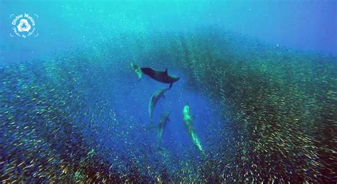 Rare Footage of Dolphins Feeding on a Bait Ball in Drake Bay, Costa ...