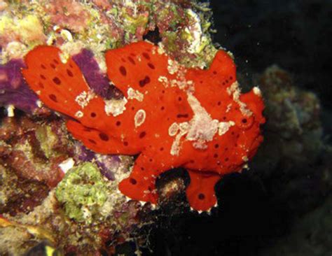 Warty Frogfish (Antennarius maculatus) - Marine Life - Liveaboard Diving