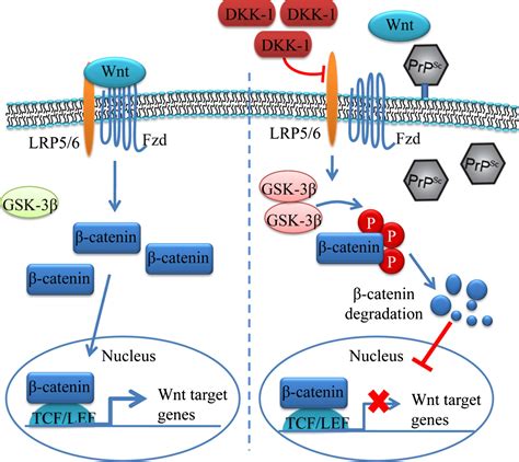 Wnt Beta Catenin Signaling Pathway | My XXX Hot Girl