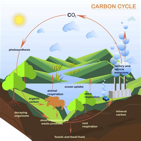 Carbon Cycle Steps For Kids