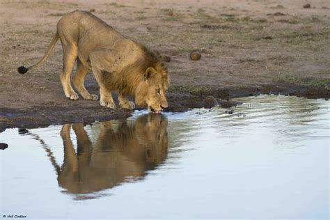 Birmingham male lion drinking water - Neil Coetzer - Big 5 Blog