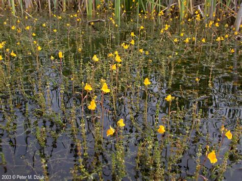 Utricularia vulgaris (Common Bladderwort): Minnesota Wildflowers