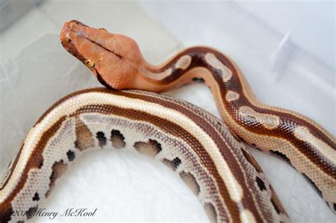 A blog for Blood and Short-tailed pythons : Photo Lizards, Snakes, Amphibians, Mammals, Snake ...