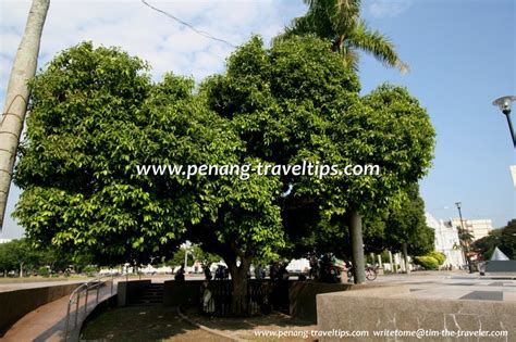 Trees of the Esplanade