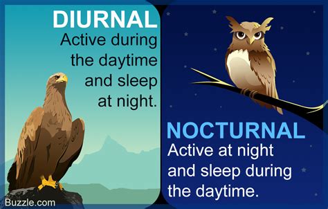 Difference Between Diurnal and Nocturnal Animals and Plants