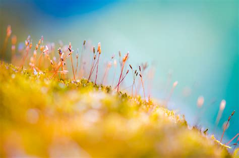 Everything You Need to Know About Macro Photography - Depth of Field