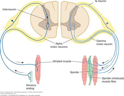 Lower Motor Neurons and the Neuromuscular Junction Flashcards | Quizlet