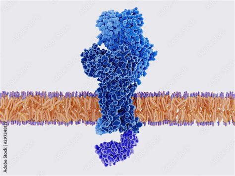 Structure of a T-cell receptor bound to a cell membrane Stock ...