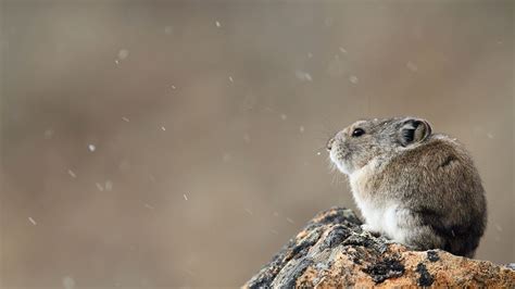 The Ili Pika May Be the Most Adorable Endangered Species | HowStuffWorks