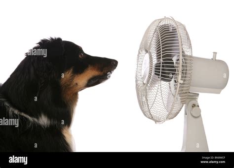 Border Collie Single adult male with fan Studio, UK Stock Photo - Alamy