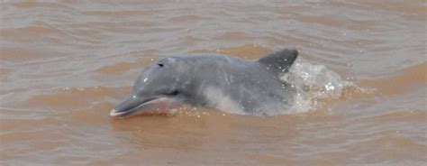 Tucuxi Dolphin – "OCEAN TREASURES" Memorial Library