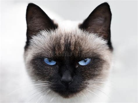 Portrait of Siamese Cat with Blue Eyes Stock Photo - Image of black ...