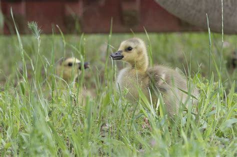 Baby Geese! | Beulah Acres