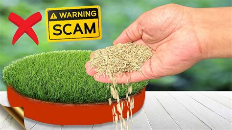 6 Secrets to Grow Lawn Grass from seeds and Seed Scams