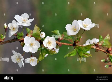 Cherry blossom branch (Prunus avium Stock Photo - Alamy