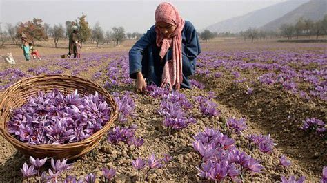 Finally, Kashmir saffron gets GI certification – Agrigate Global