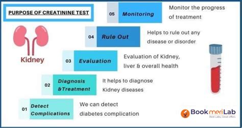 Creatinine Test: Purpose, Normal Range & Cost [2024]