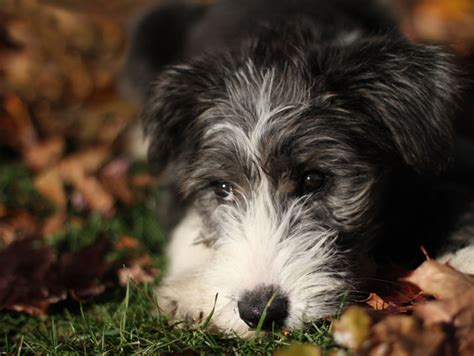 Stella - Bearded Collie puppy