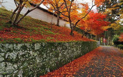 枫叶风景壁纸,枫叶林风景,动漫风景壁纸枫叶(第6页)_大山谷图库