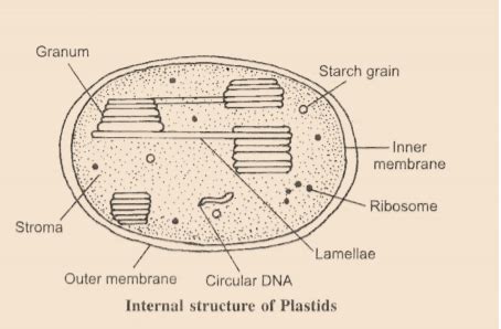 Which type of plastids help in photosynthesis Draw its diagram