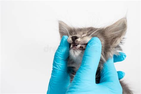 Examination of Milk Teeth in a 1 or 2 Month Old Kitten. Dentistry for ...