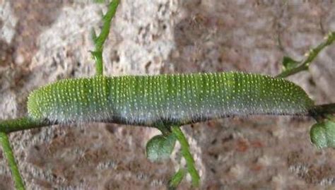 Larvae of Australian PIERIDAE