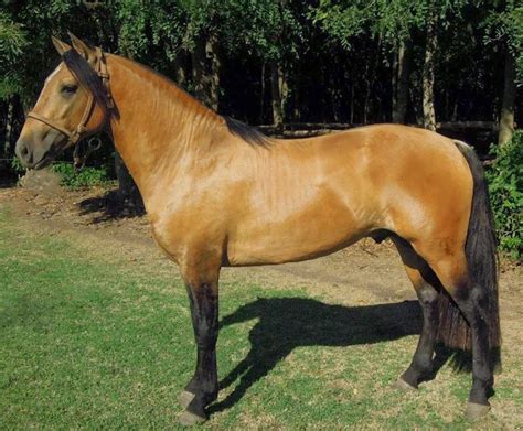 Bayo Naranjo Cabos Negros Farm Animals, Animals And Pets, Cute Animals, Equus Ferus Caballus ...