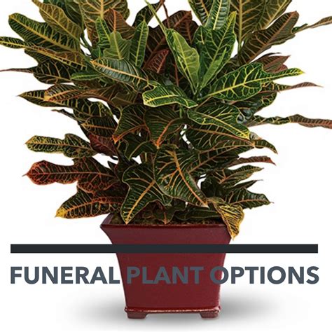 Funeral Plants: An Important Alternative to Funeral Flowers - Enchanted Florist Pasadena