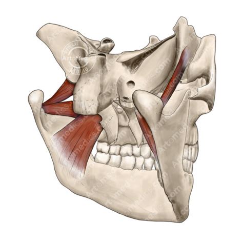 Pterygoid muscles: protruding the jaw - Artomedics Studio