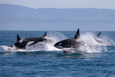 A Family of Bigg’s Killer Whales — a Transient Pod Known as the T68Cs — Spends Over a Month in ...