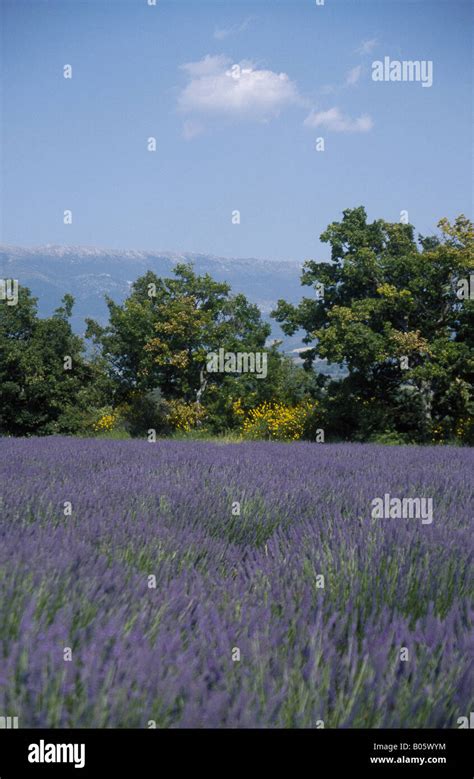 Route Napoleon Field of flowering lavender DIGNE-LES-BAINS PROVENCE FRANCE Stock Photo - Alamy