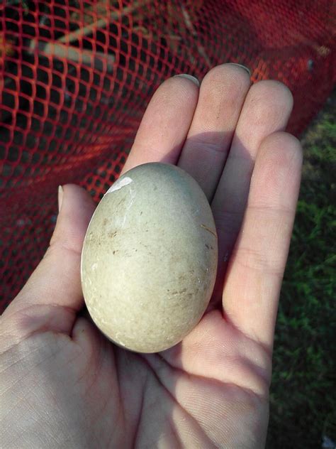 Cayuga duck eggs | BackYard Chickens - Learn How to Raise Chickens