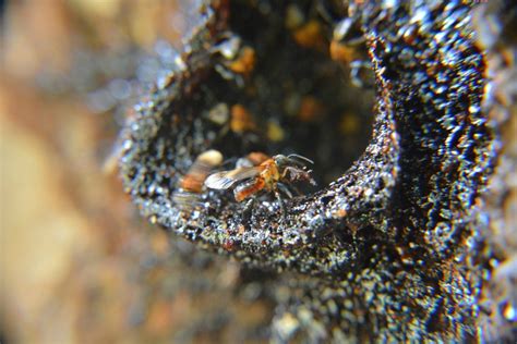 Stingless Bee Species In Malaysia / Yet little is known about the array ...