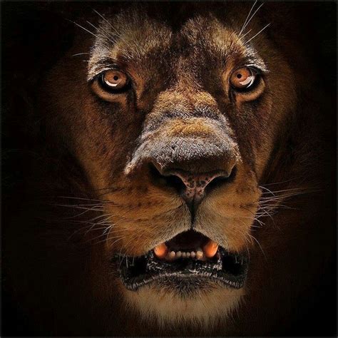 Fierce look from a lion, the king of the jungle | Lion pictures, Male ...