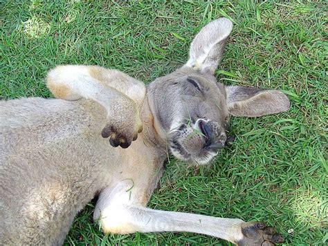 Sleeping Kangaroo | Kangaroo image, Sleeping animals, Animals images