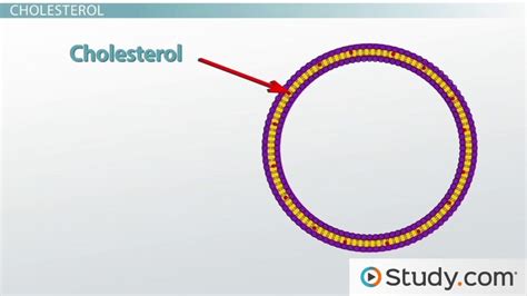 😍 Describe the fluid mosaic model for the cell membrane. Biology. 2019-03-01