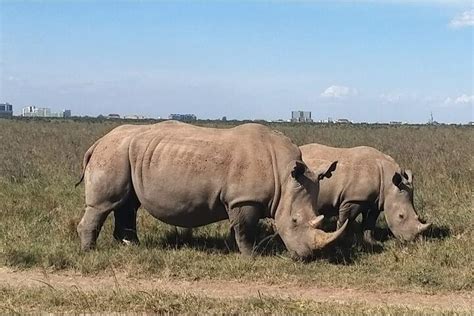 Nairobi National Park Tour » Rustic Nature Tours